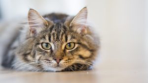 House pets are sensitive to spirits