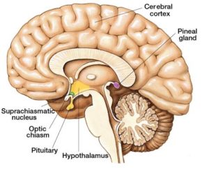 Pineal and pituitary glands