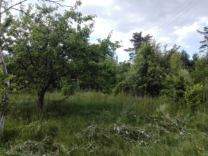 That's how the overgrown lawn looked on one side of my garden