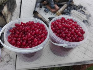 Berries from my garden!