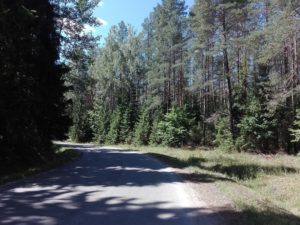 Beautiful forest road to a nearby village