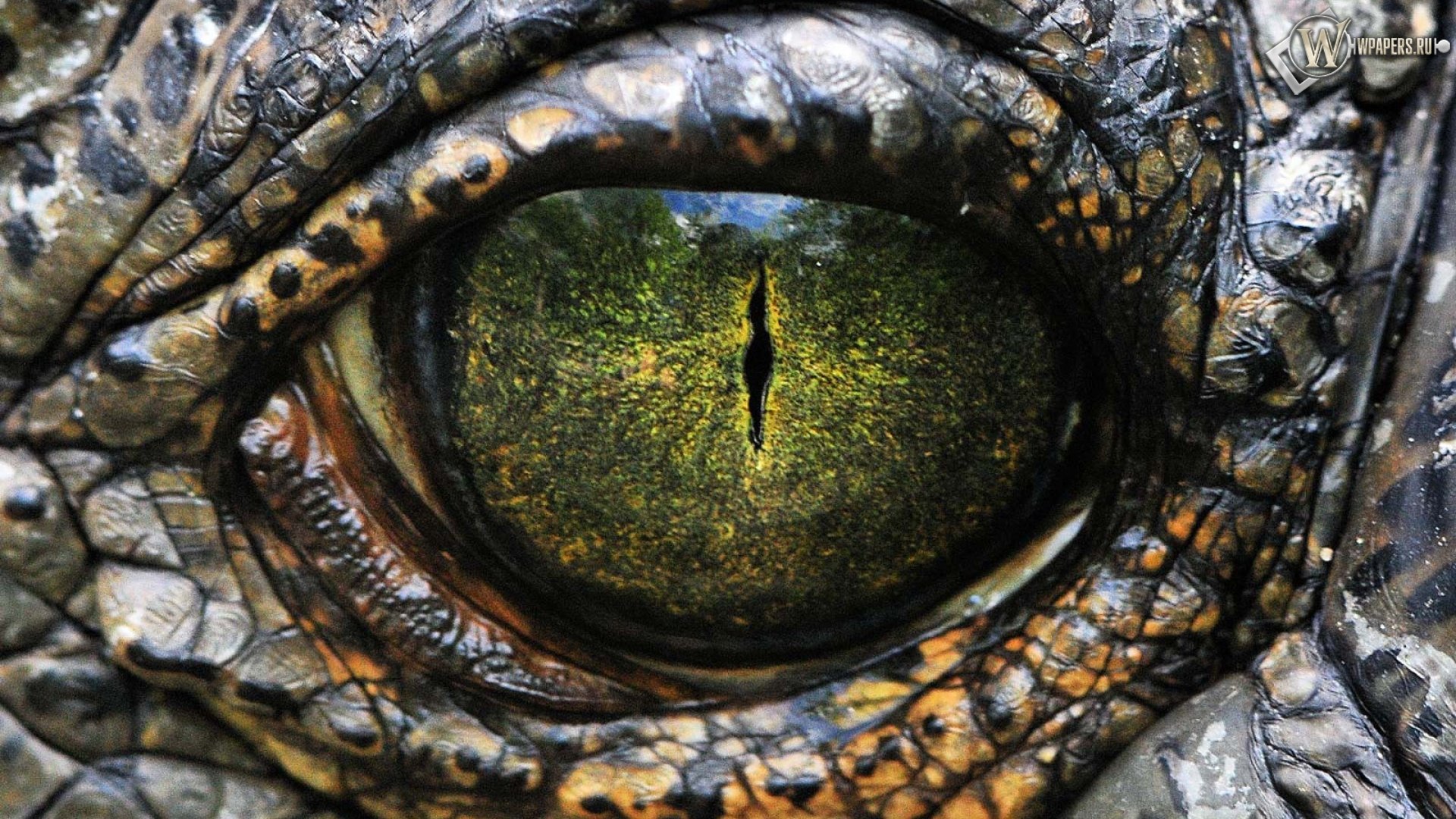 My Encounter with a Reptilian Psychopath